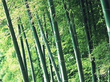 竹林小区新闻爆料视频播放,视频揭秘小区最新动态  第2张